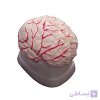 مولاژ مغز (8 قسمتی)