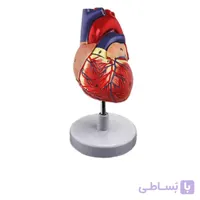 مولاژ قلب (اندازه طبیعی)