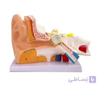 مولاژ گوش انسان