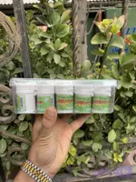 عسل ژل رویال (غذا ملکه) درجه یک – 15 عددی