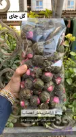 چای بلومینگ یا گل چای آقای زعفران 1 کیلویی