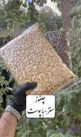 مغز تخمه چلغوزه (صنوبر)1کیلویی
