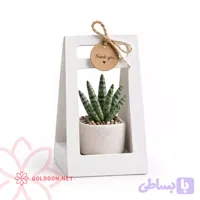 باکس هدیه کاکتوس و ساکولنت کد 002