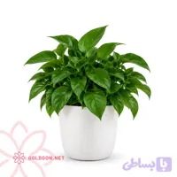 گیاه پوتوس