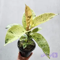 فیکوس الاستیکا ببری