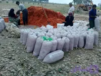 تفاله تر گوجه بسته بندی