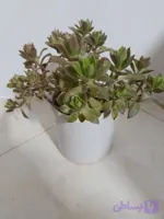 گل ساکلوئنت سرامیکی