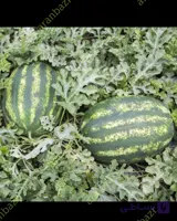 بذر هندوانه دالاس