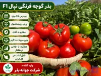 بذر گوجه فرنگی نپال