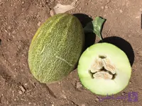 بذر خربزه فلات