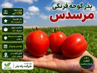 بذر گوجه مرسدس