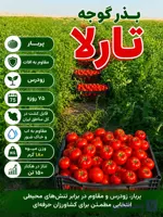 بذر گوجه تارلا