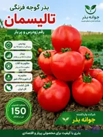 بذر گوجه فرنگی تالیسمان