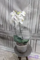 گلدان ارکیده