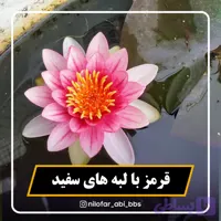 نیلوفر آبی هلندی قرمز با لبه روشن ( بوته )