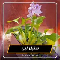 سنبل آبی (پک 4 عددی)