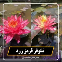 نیلوفر آبی قرمز زرد هلندی ( بوته )