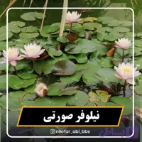 نیلوفر آبی سرخ آبی و صورتی هلندی ( بوته)
