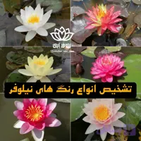 گل و گیاه نیلوفرآبی هلندی ( بوته )