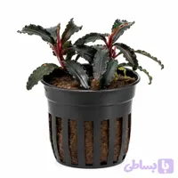 گیاه آکواریوم بوسفلاندرا گودزیلا