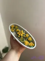 شمع باغچه کاکتوس