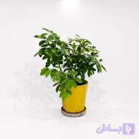 شفلرا