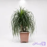 لیندا 5 تا 7 ساله(نخل دم اسبی)