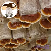 بذر قارچ شاه صدف یک کیلو دویست گرمی