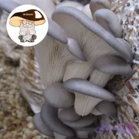بذر قارچ صدفی خاکستری یک کیلو دویست گرمی