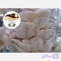 بذر قارچ صدفی سفید پک سه تایی