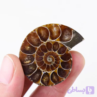 فسیل آمونیت درجه یک(قیمت در ابعاد مختلف متفاوت است)
