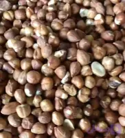 فندق پوست دار محصول ترکیه