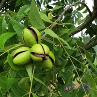 نهال گردو پکان 5 ساله سایز بزرگ