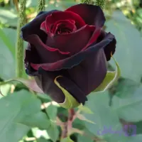 نهال گل رز هلندی سیاه