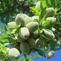 نهال بادام مامایی (کد JZFHV)