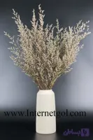 گیاه دکوری افشان