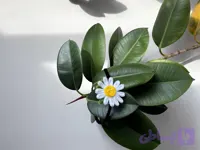 تلِ سر بابونه های کوچک |جنس مخمل|مناسب همه سنین