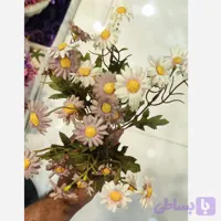 بوته بابونه ریز وحشی