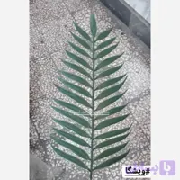 برگ ویشکا