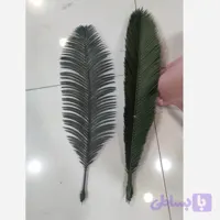 برگ سیکاس