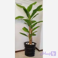 درختچه موز سه تنه وارداتی