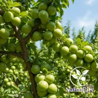 نهال گوجه سبز سررودی