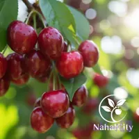 نهال گیلاس ناپلئونی
