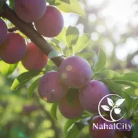 نهال آلو شابلون زود رس (آلو خورشتی)