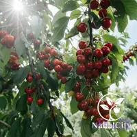 نهال گیلاس فرنگی
