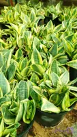 گیاه طبیعی سانسوریا پا کوتاه ابلق