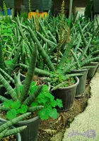 گیاه طبیعی سانسوریا بونسل لوله ای