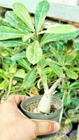 گیاه ادنیون