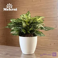 گلدان گرد منحنی 101/17.5