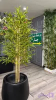 درختچه بامبو تنه زرد وارداتی پنج‌تنه، قد ۱۸۰ سانتی‌متر